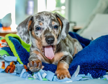 Close-up of puppy