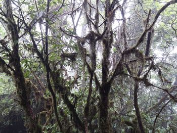 Low angle view of trees in forest against sky