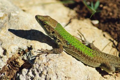 Close-up of lizard on rock