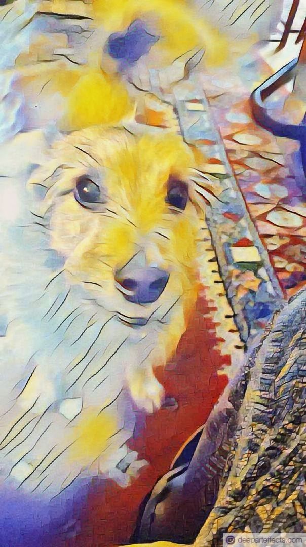 goldy les yeux dans les yeux Chien Fox Terrier  Filtres Et Couleurs