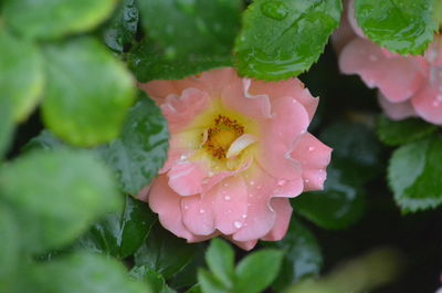 Close-up of pink rose flower