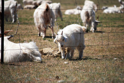 There are countless white goats grazing on the yellow grassland in autumn