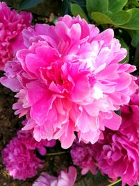 Close-up of pink flowers blooming outdoors