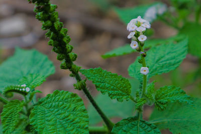 Close-up of flowering plant