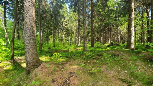 Trees in forest