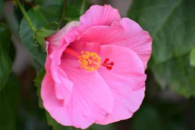 Close-up of pink rose flower