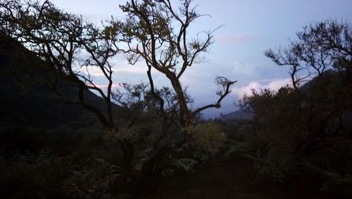 Trees in forest against sky