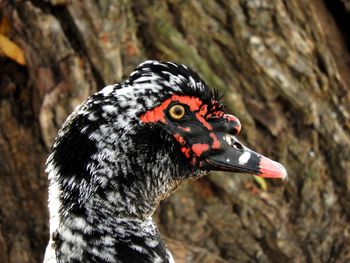 Close-up of a bird