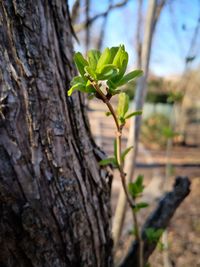 Close-up of plant growing on tree trunk