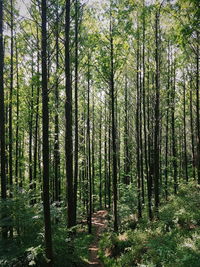 Trees in forest