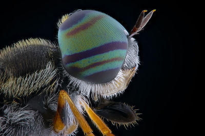 Close-up of an insect over black background