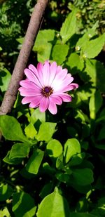 Close-up of pink flowering plant