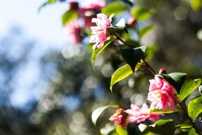 Close-up of pink flowers blooming outdoors