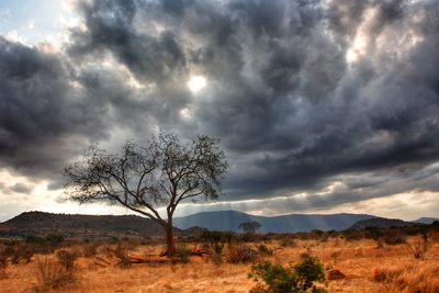 Tree on field against sky