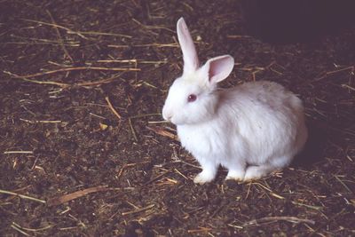 Close-up of white rabbit