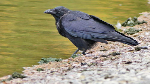 Close-up of bird perching on rock by lake