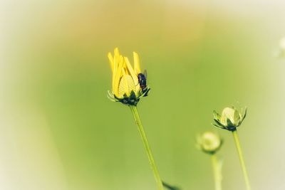 Close-up of insect on flower