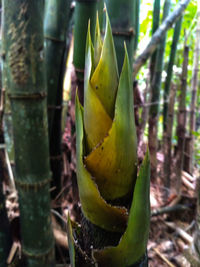 Close-up of succulent plant on field
