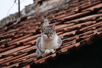 Portrait of cat sitting on roof