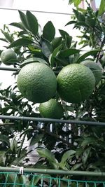 Low angle view of fruits growing on tree against sky