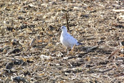High angle view of bird perching on land