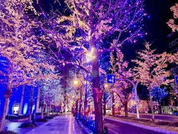 Illuminated trees by road at night