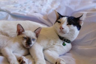 Portrait of cats on bed