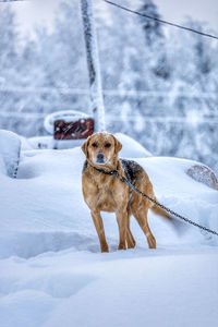 Dog running on snow covered field