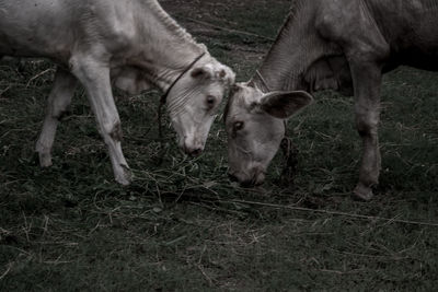 Horses in a field