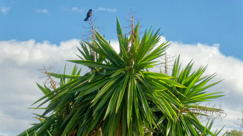 Low angle view of plant against sky