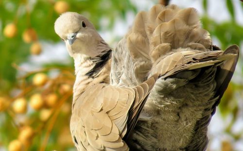 Close-up of owl perching outdoors