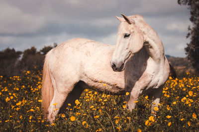 Horse standing on field, between flowers, looking cute and happy.
