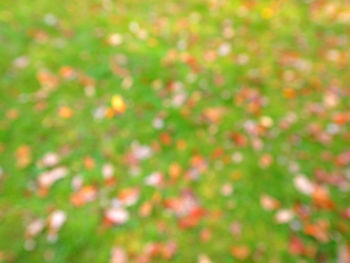 Full frame shot of grass