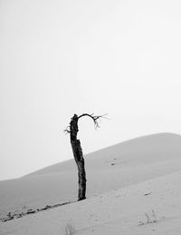 Driftwood on sand against clear sky