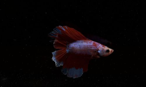 A species of fighting fish, double tail, red, black background with beautiful and unusual colors, 