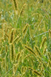 Close-up of grass on field