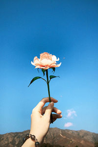 Cropped hand holding flower against sky