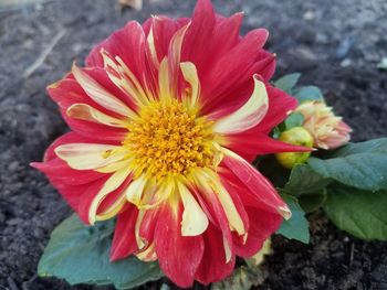 Close-up of pink flower