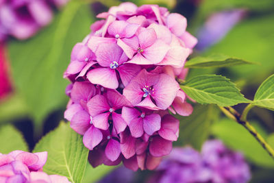 Blooming pink hydrangea or hortensia in flower bed