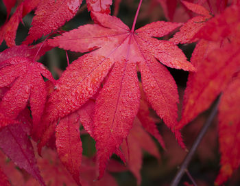 Close-up of wet red maple leaves during autumn