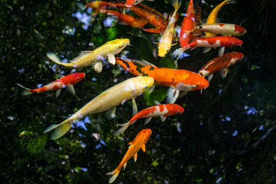 Koi swimming in a water garden,fancy carp fish,koi fishes,koi fish swim in pond.