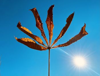 Low angle view of plant against blue sky