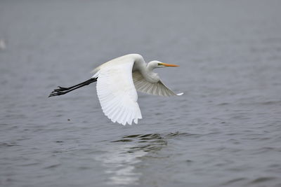 White bird flying over water