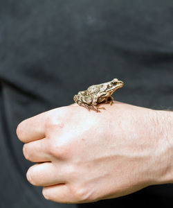 Slim, reddish-brown moor frog rana arvalis sitting on a man's hand