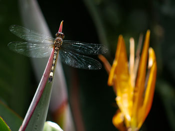 Close-up of insect on flower