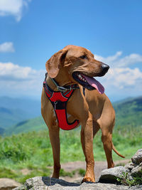 Dog looking away on rock against sky