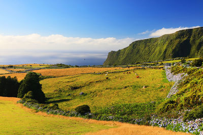 Scenic view of green field against sky