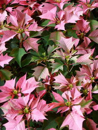 Close-up of pink flowering plants