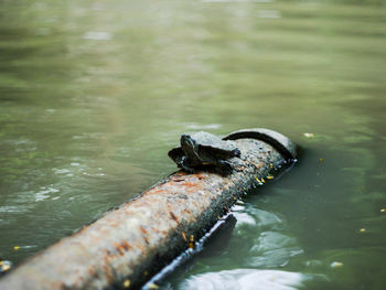 Turtle on pipe in lake