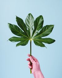 Close-up of hand holding leaf against white background